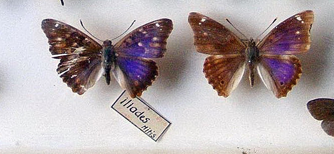 Apatura ilia (collection, iliades Mitis aberration) (Internet Image property of respective owner, non-commercial use only)